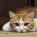Que faire lorsque votre chat est trop malade pour manger