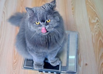 Quel est le poids moyen d’un chat en bonne santé?