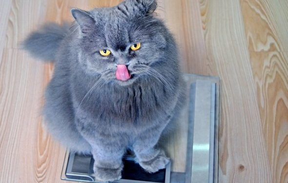 Quel est le poids moyen d’un chat en bonne santé?