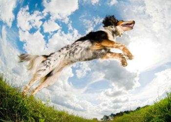 Quelle est la meilleure nourriture pour votre chien à haute énergie?