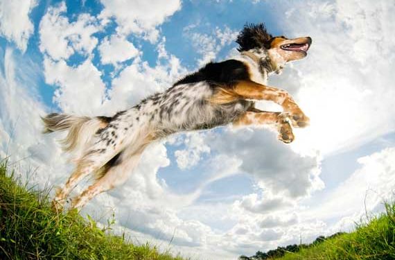 Quelle est la meilleure nourriture pour votre chien à haute énergie?