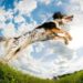 Quelle est la meilleure nourriture pour votre chien à haute énergie?