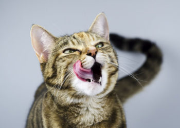 Qu’est-ce que la taurine et pourquoi les chats en ont-ils besoin?