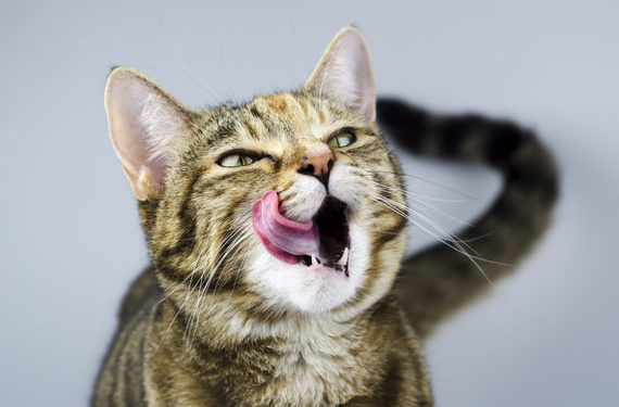 Qu’est-ce que la taurine et pourquoi les chats en ont-ils besoin?