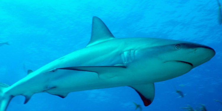 Requin de récif des Caraïbes – Faits, informations et photos