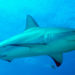 Requin de récif des Caraïbes – Faits, informations et photos