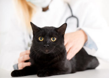 Régime alimentaire et pierres vésicales d’oxalate de calcium chez les chats