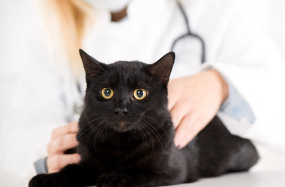Régime alimentaire et pierres vésicales d’oxalate de calcium chez les chats