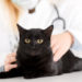 Régime alimentaire et pierres vésicales d’oxalate de calcium chez les chats