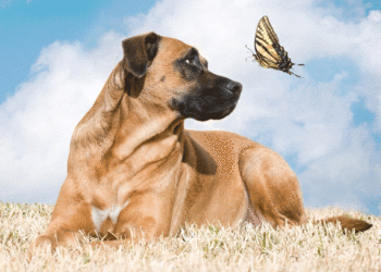 Régime pour une peau saine et de la fourrure pour chiens