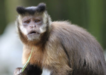 Singes capucins – Faits et informations sur le singe à ventre doré