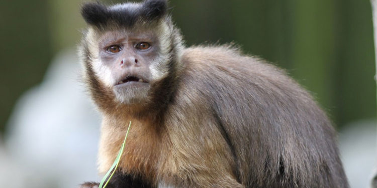 Singes capucins – Faits et informations sur le singe à ventre doré