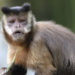 Singes capucins – Faits et informations sur le singe à ventre doré