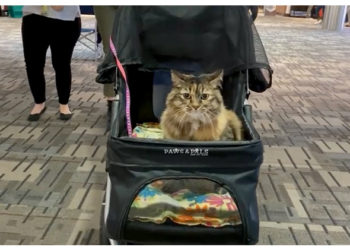 Stitches le chat devient un animal de thérapie résident à Minneapolis-St. Aéroport international Paul