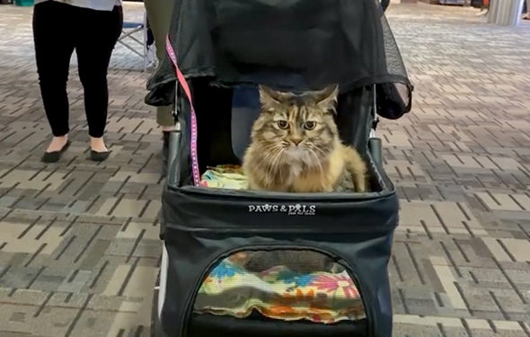 Stitches le chat devient un animal de thérapie résident à Minneapolis-St. Aéroport international Paul