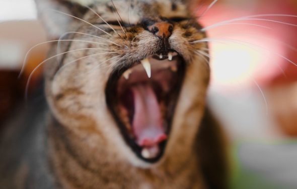 Tout ce que vous devez savoir sur les nettoyants dentaires pour chats