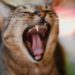 Tout ce que vous devez savoir sur les nettoyants dentaires pour chats