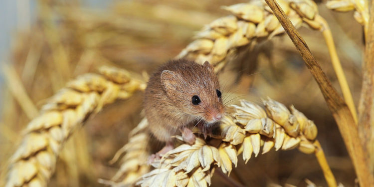Types de souris britanniques – Faits sur la récolte, le bois et le col jaune
