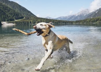 Votre chien a-t-il besoin de suppléments d’acides gras oméga-3?
