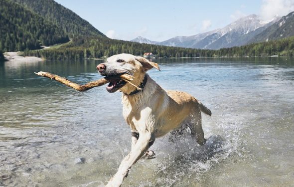 Votre chien a-t-il besoin de suppléments d’acides gras oméga-3?