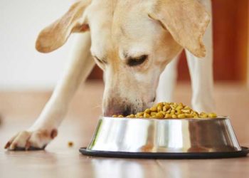 Votre chien a-t-il besoin d’une nourriture sans céréales?