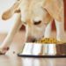 Votre chien a-t-il besoin d’une nourriture sans céréales?