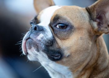 Votre chien peut-il sentir quand vous l’avez trompé?