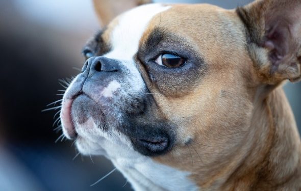 Votre chien peut-il sentir quand vous l’avez trompé?