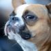 Votre chien peut-il sentir quand vous l’avez trompé?