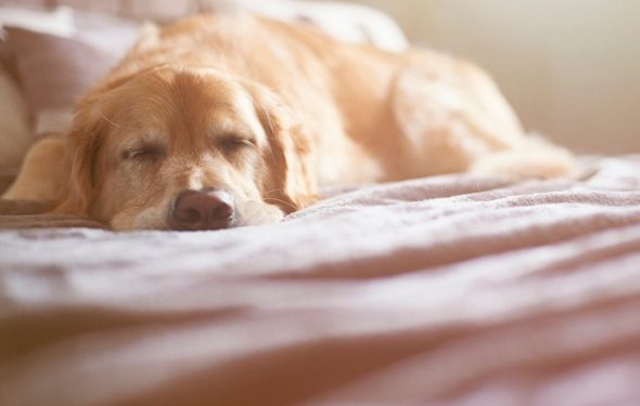 Y a-t-il des signes qu’un chien meurt du cancer?