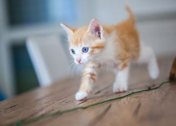 À quel âge les chats sont-ils pleinement adultes?