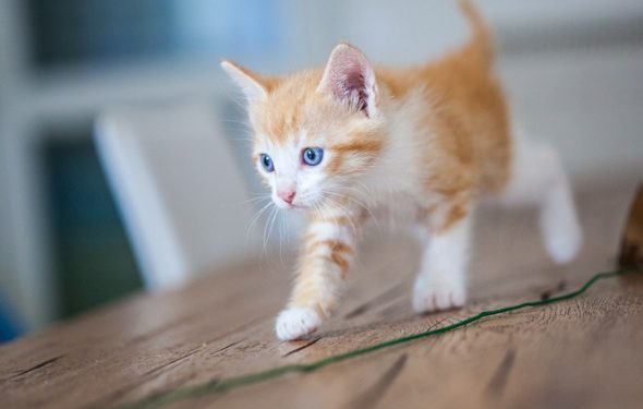 À quel âge les chats sont-ils pleinement adultes?