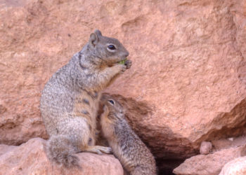 Écureuil Chickaree – Faits, informations et images clés