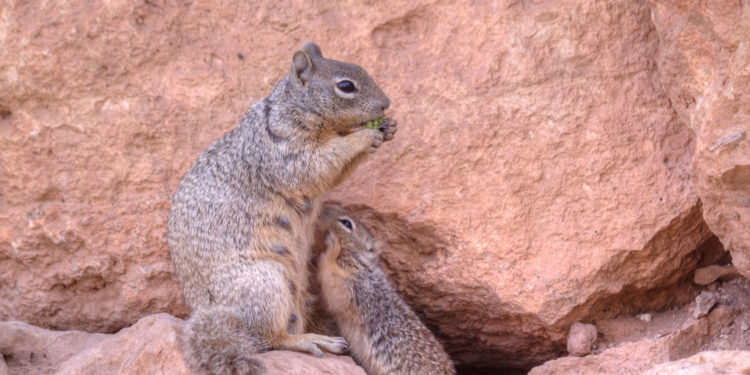 Écureuil Chickaree – Faits, informations et images clés