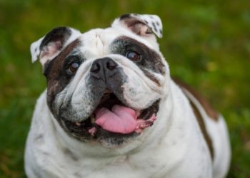 10 symptômes du diabète chez les chiens