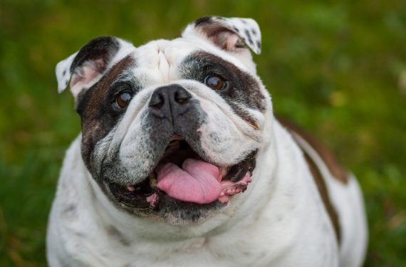 10 symptômes du diabète chez les chiens