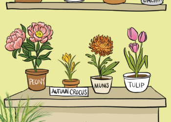 12 plantes toxiques pour les chiens et les chats