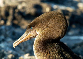Oiseau de mer Cormoran incapable de voler – Faits, information et habitat