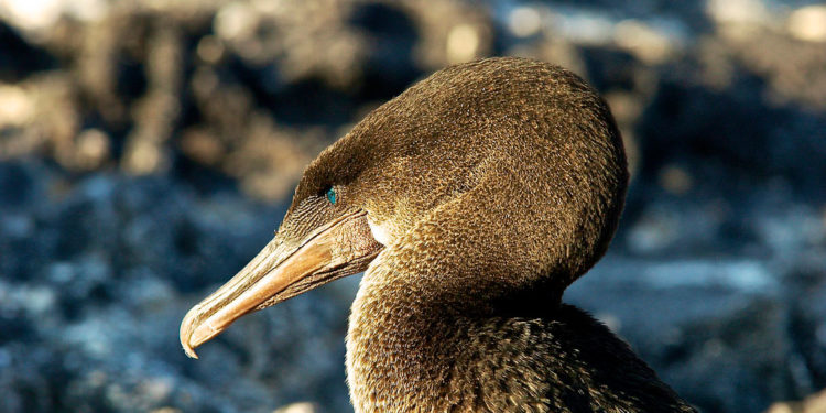 Oiseau de mer Cormoran incapable de voler – Faits, information et habitat