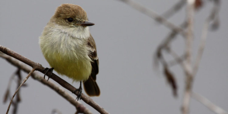 Moucherolle des Galapagos – Faits, habitat et information