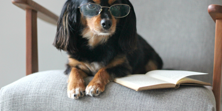 Les meilleurs livres de dressage de chiens en 2020