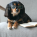 Les meilleurs livres de dressage de chiens en 2020