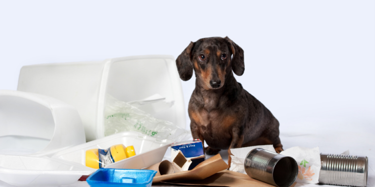 Meilleures critiques de poubelles pour chiens