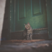 16 meilleures critiques de portes de chat – Guide d’achat 2020