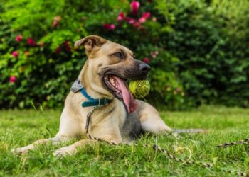 Comment choisir le traitement aux puces le plus sûr pour votre chien