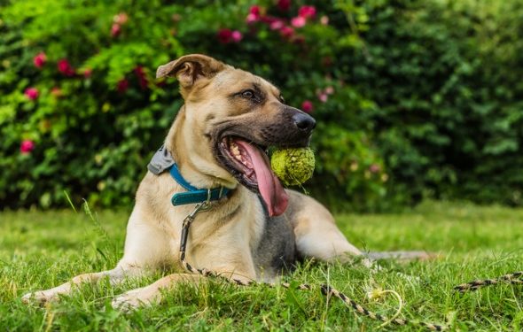 Comment choisir le traitement aux puces le plus sûr pour votre chien