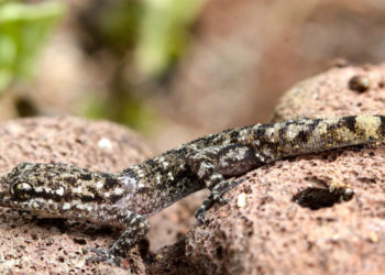 Gecko des Galapagos – Faits, alimentation et informations sur l’habitat