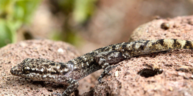 Gecko des Galapagos – Faits, alimentation et informations sur l’habitat