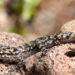 Gecko des Galapagos – Faits, alimentation et informations sur l’habitat