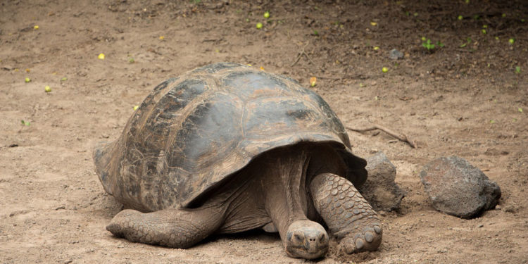 Tortue géante des Galapagos – Faits, taille et habitat